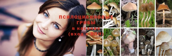 прущие грибы Белокуриха